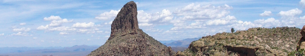 WhiteBark Innovations